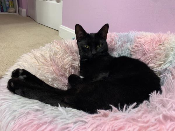 /Images/uploads/Cat Welfare Association/CatWelfare/entries/33892thumb.jpg